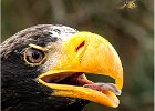 David Greenwood - Steller's Sea Eagle and Wasp jpg.jpg